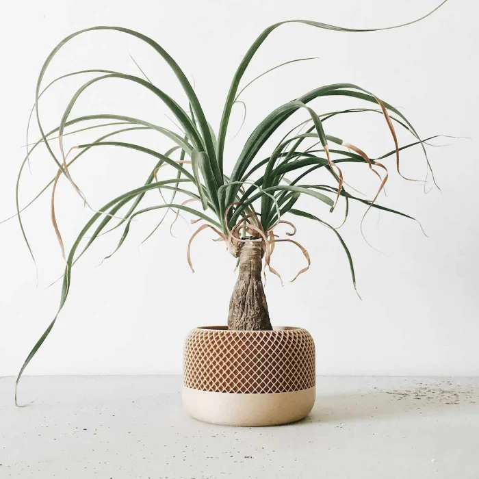 Apple Indoor planter - Image 1
