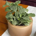 PRAHA Indoor Planter - Image 2