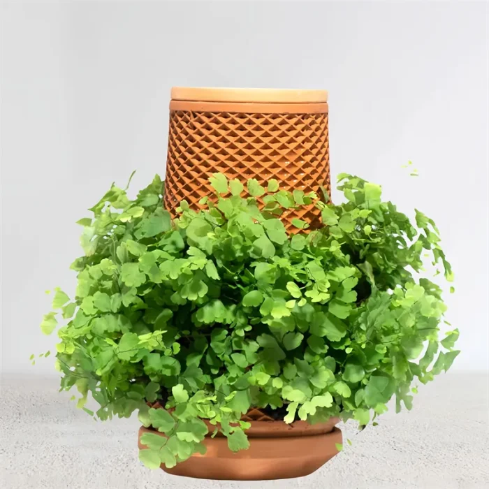 Self Watering Planter 5 800 800