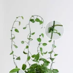 60 pcs Wall Plant Clip Set